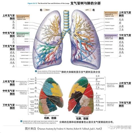 胸部位置|超清图：胸部解剖详细篇！